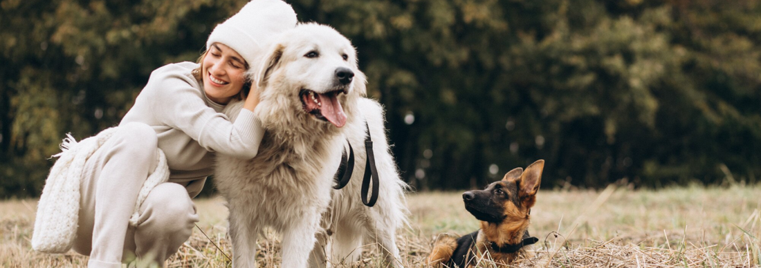 5 Things You Should Know as a Senior Dog Owner