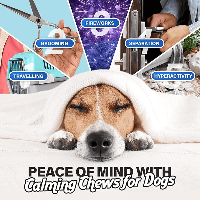 Charlie & Buddy Calming Chews for Dogs, Dog Anxiety Relief, Promote Relaxation, Dog Calming Chews with Melatonin for Dogs, Chamomile, Magnesium Citrate, 90 Soft Chews, Chicken Flavor